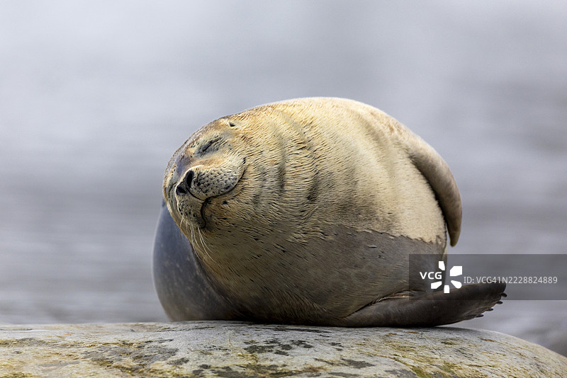 港湾海豹(Phoca vitulina)躺在水中的石头上,哺乳动物(Mammalia),格拉夫内索登,斯匹茨卑尔根,斯瓦尔巴群岛图片素材