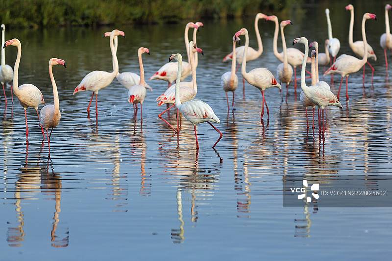 粉红色火烈鸟(Phoenicopterus roseus),站在池塘中,法国卡马尔格地区自然公园圣玛丽德拉梅尔的庞特德高鸟类公园图片素材