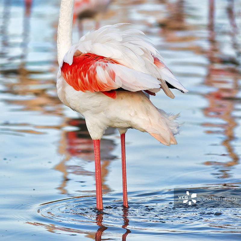 粉色火烈鸟(Phoenicopterus roseus),站在池塘中,羽毛,庞德高鸟类公园,圣玛丽德拉梅尔,卡马尔格地区自然公园,法国图片素材