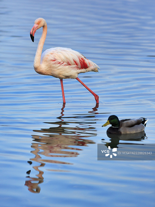 粉色火烈鸟(Phoenicopterus roseus),在池塘中行走,位于法国卡马尔格地区自然公园的戈桥鸟类公园,圣玛丽德拉梅尔。图片素材