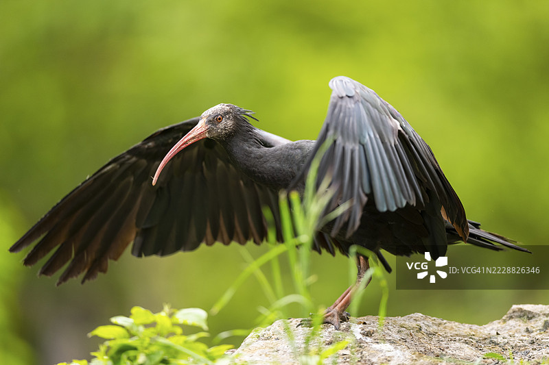 北秃鹮（Geronticus eremita）降落在岩石上，德国巴伐利亚图片素材