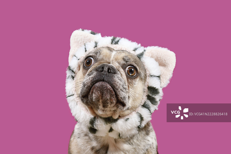 搞笑的困惑法国斗牛犬，头戴猫咪造型的发箍，背景为粉色。图片素材