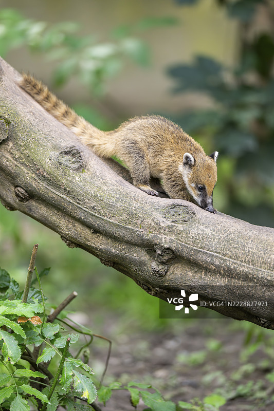 南美浣熊（Nasua nasua）幼崽在一根老树干上，圈养，奥格斯堡动物园图片素材