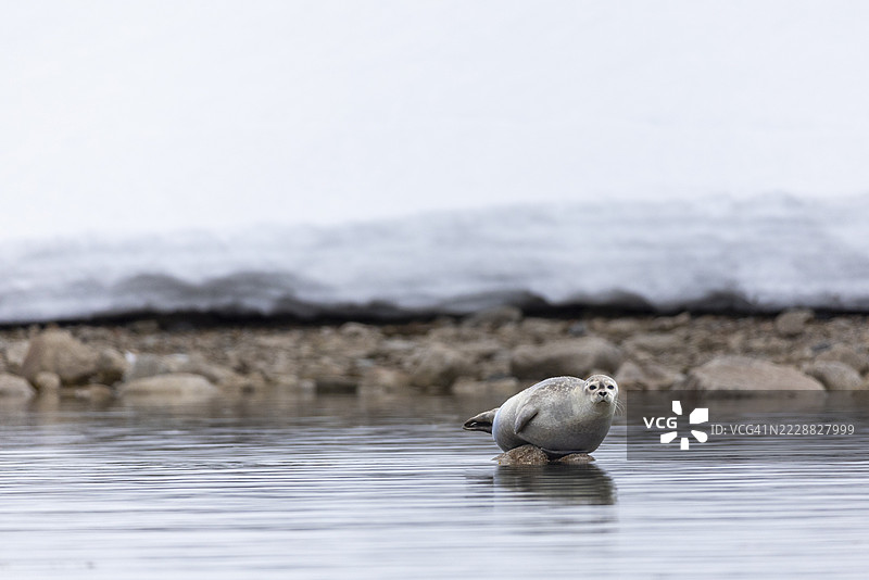 水域中躺在石头上的港湾海豹(Phoca vitulina),哺乳动物(Mammalia),斯梅伦堡冰川,斯匹茨卑尔根,斯瓦尔巴群岛图片素材