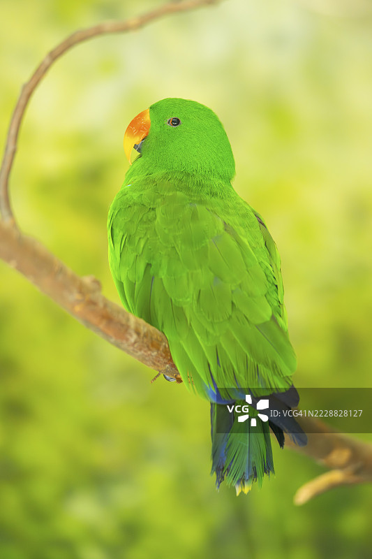 巴布亚生态鹦鹉（Eclectus polychloros）栖息在树枝上，圈养，德国奥格斯堡动物园图片素材