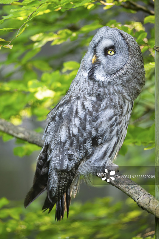 乌拉尔猫头鹰(Strix uralensis)栖息在树枝上,圈养,德国奥格斯堡动物园图片素材