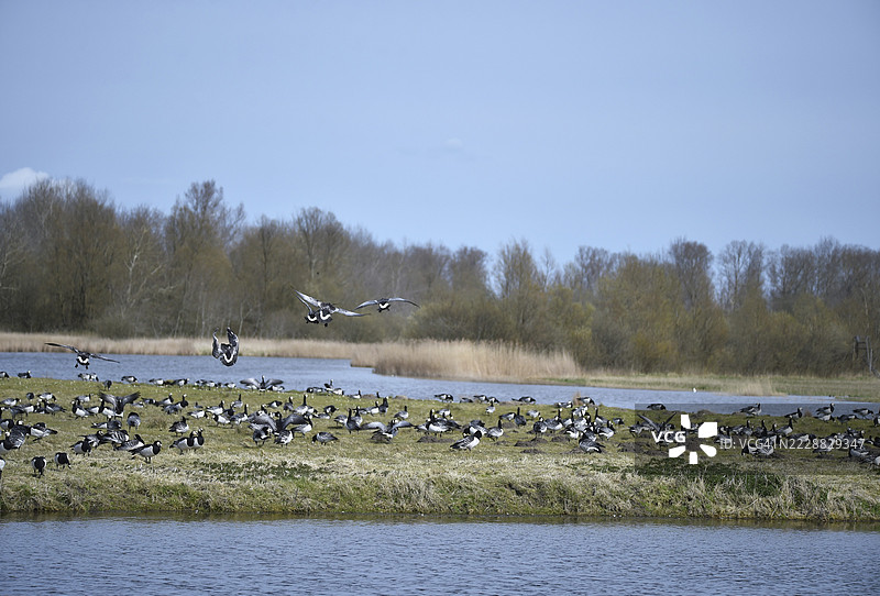 白额雁（Branta leucopsis）在德国施莱斯维希-霍尔斯坦的卡廷格湿地上。图片素材
