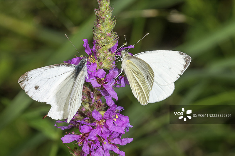 两只白色油菜花蝴蝶（Pieris napi）停在紫色的柳叶马鞭草（Lythrum salicaria）上，德国巴登-符腾堡州图片素材