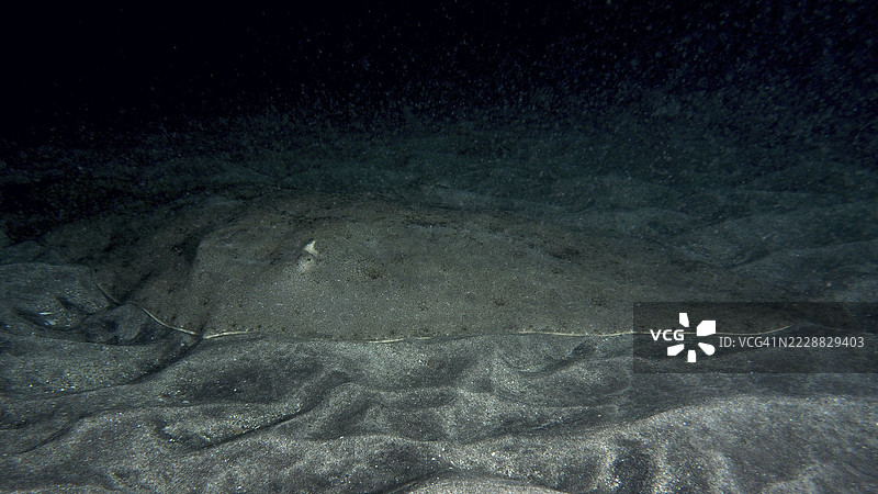 一只伪装的蝴蝶鳐（Gymnura altavela）在夜间的沙底上静静地躺着。潜水地点：特内里费岛洛斯克里斯蒂亚诺斯的海滩，加那利群岛，西班牙。图片素材