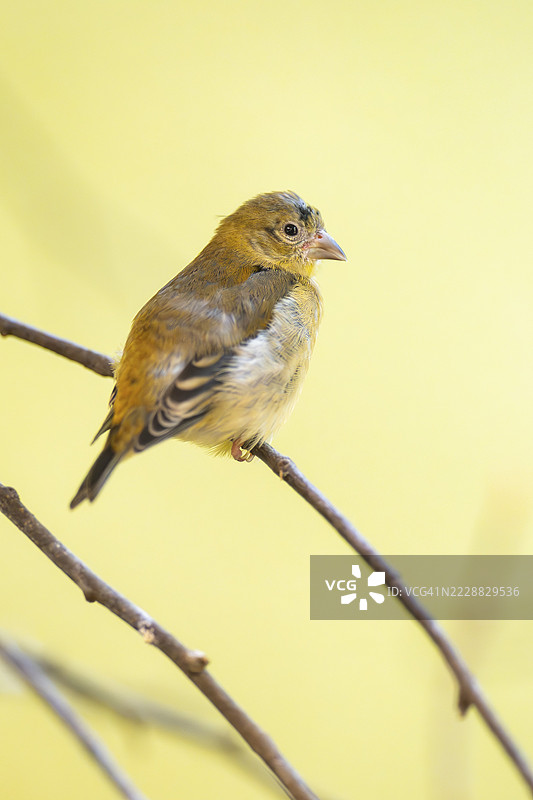 红头雀（Spinus cucullatus）栖息在树枝上，圈养，德国奥格斯堡动物园图片素材