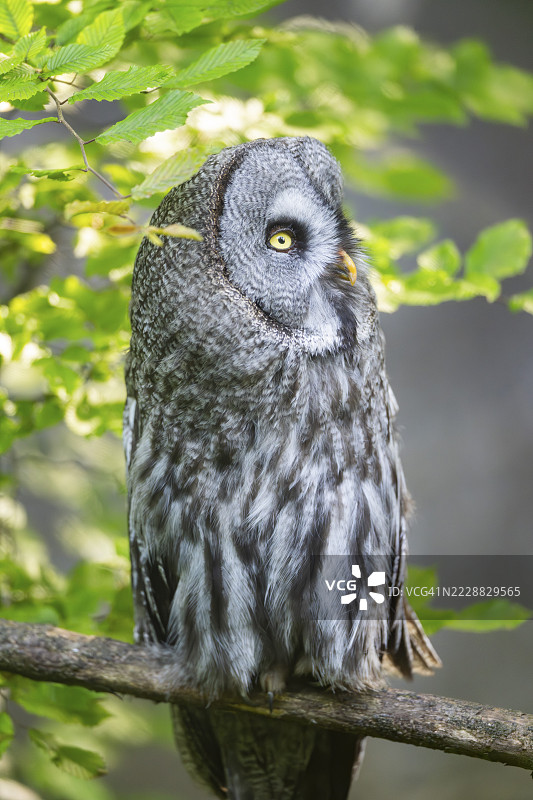 乌拉尔猫头鹰(Strix uralensis)栖息在树枝上,圈养,德国奥格斯堡动物园图片素材