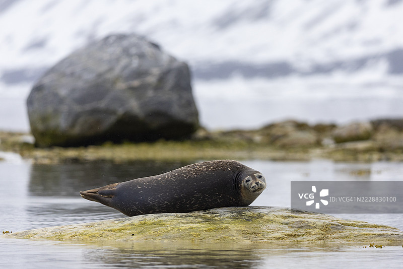 水域中躺在石头上的港湾海豹(Phoca vitulina),哺乳动物(Mammalia),格拉夫内索登,斯匹茨卑尔根,斯瓦尔巴群岛图片素材