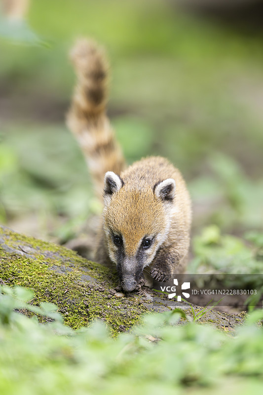 南美浣熊（Nasua nasua）幼崽站在地面上，圈养，奥格斯堡动物园图片素材