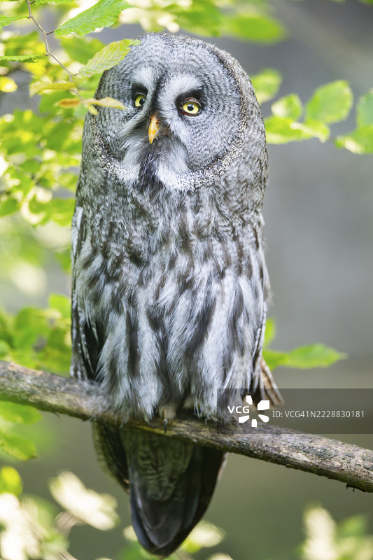 乌拉尔猫头鹰(Strix uralensis)栖息在树枝上,圈养,德国奥格斯堡动物园图片素材