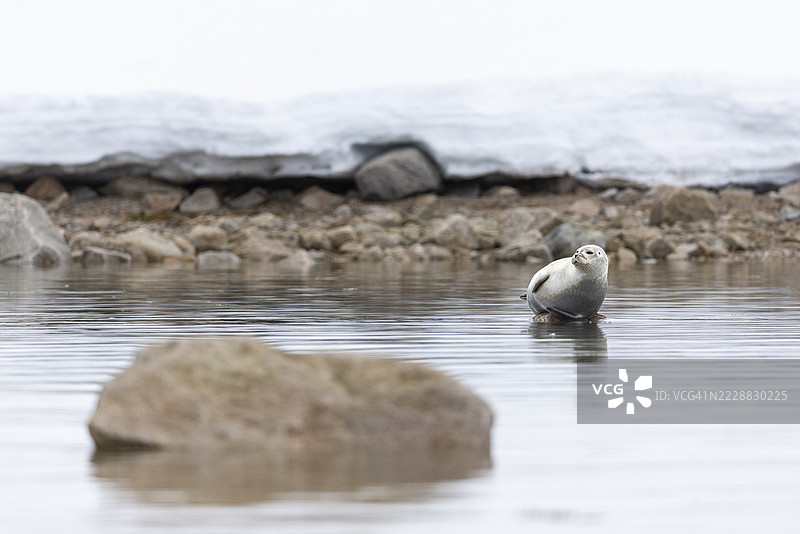 港湾海豹（Phoca vitulina）躺在水中的石头上，哺乳动物（Mammalia），斯梅伦堡冰川，斯匹茨卑尔根，斯瓦尔巴群岛图片素材