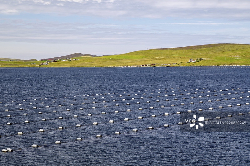 平静海面上规则排列的浮标，周围是绿色的海岸风景、贻贝养殖场，苏格兰谢特兰群岛，英国图片素材