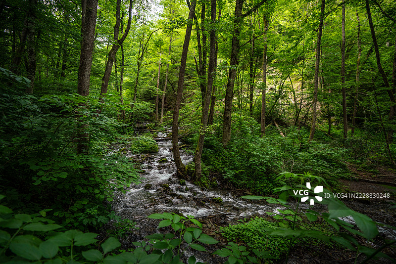 阳光明媚的日子里，郁郁葱葱的森林与潺潺流水图片素材