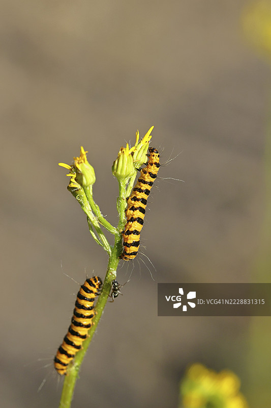 圣雅各草熊或血熊（Tyria jacobaeae），蝴蝶幼虫，蛾，熊蛾科，幼虫，正在以圣雅各草（Senecio jacobaea）为食，特写，德国北莱茵-威斯特法伦州威尔斯多夫图片素材