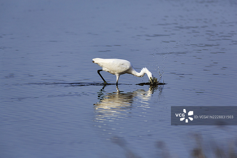 小白鹭(Egretta garzetta)在池塘中觅食,位于法国卡马尔格地区自然公园的庞特·德·高鸟类公园,圣玛丽德拉梅尔。图片素材