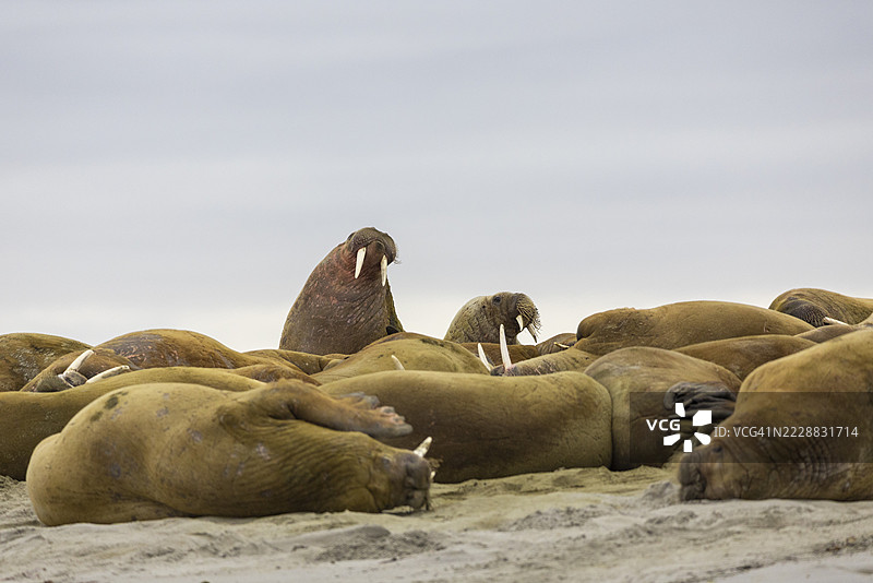一群海象（Rosmarus arcticus）躺在沙滩上，哺乳动物（Mammalia），格拉夫内索登，斯匹茨卑尔根，斯瓦尔巴群岛图片素材