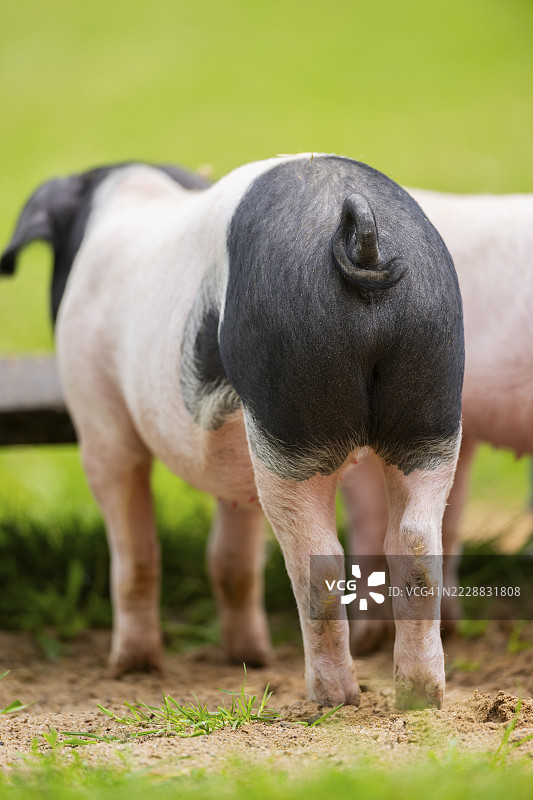 德国的施瓦本-哈勒猪(Schwäbisch-Hällisches Landschwein)背面,火腿图片素材
