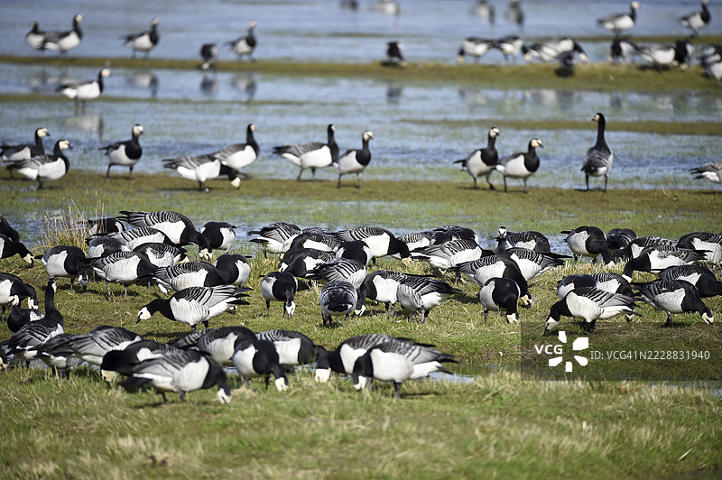 白额雁（Branta leucopsis）在德国施莱斯维希-霍尔斯坦的卡廷格湿地栖息。图片素材