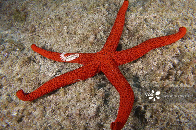 一只鲜红的海星(Echinaster sepositus)平铺在沙底上。一只火毛虫(Hermodice carunculata)躺在它的一只手臂上。潜水地点:Bufadero,Palm Mar,特内里费岛,加那利群岛,西班牙。图片素材