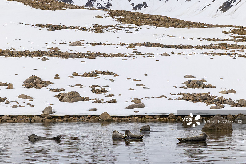 一群港湾海豹（Phoca vitulina）躺在水中的石头上，哺乳动物（Mammalia），斯梅伦堡冰川，斯匹茨卑尔根，斯瓦尔巴群岛图片素材