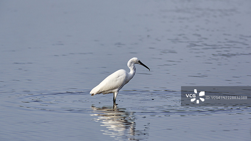 小白鹭（Egretta garzetta）在池塘中，位于法国卡马尔格地区自然公园的庞特·德·高鸟类公园，圣玛丽德拉梅尔。图片素材
