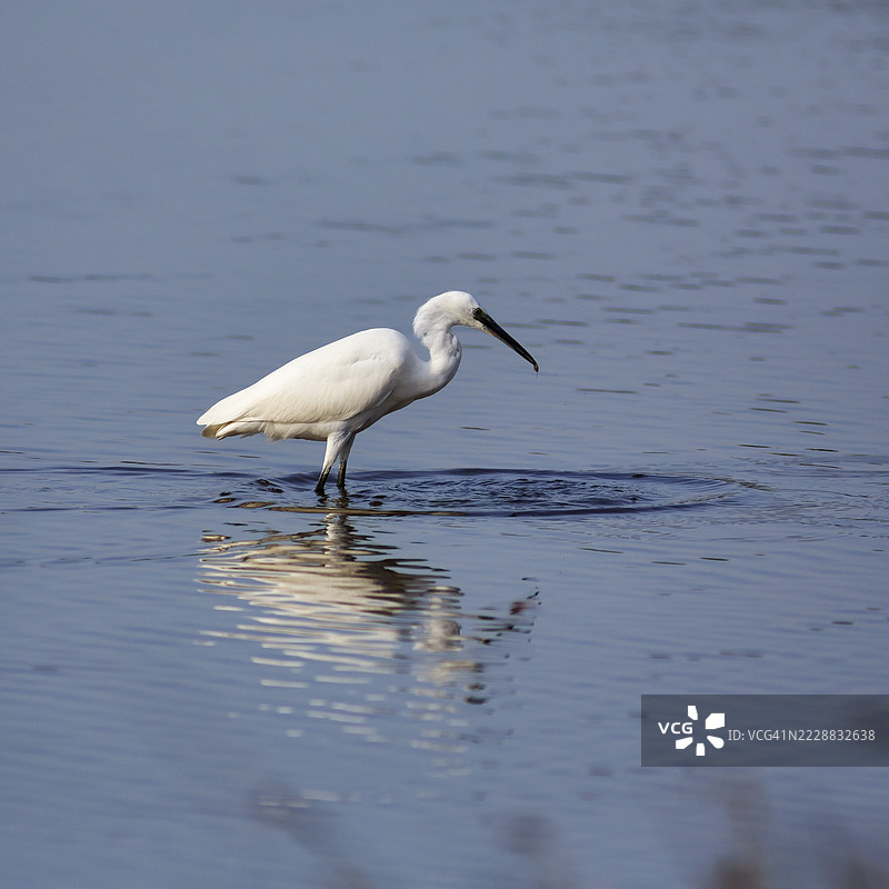 小白鹭（Egretta garzetta）在池塘中，法国卡马尔格地区自然公园的庞特·德·高鸟类公园，圣玛丽德拉梅尔。图片素材
