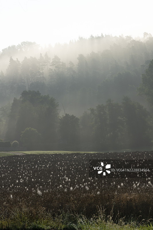 在德国莱茵兰-普法尔茨州的迪伦多夫，山脊后面透过清晨雾气的阳光照亮的油菜花田上，带露珠的蜘蛛网在逆光中闪耀，树木轮廓若隐若现。图片素材