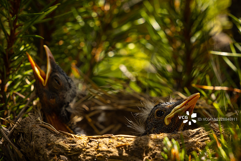 两只小鸟在巢里张嘴等待母鸟喂食图片素材