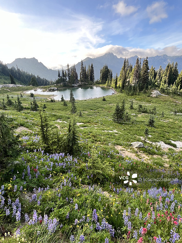 山间小湖和初夏傍晚的野花草甸图片素材