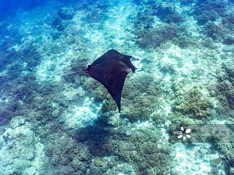 一只巨大的阿尔弗雷德魔鬼鱼，Mobula alfredi（属于魟鱼科），长度超过4米。图片素材