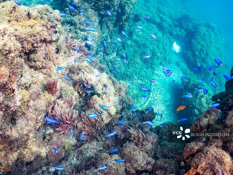 美丽的天使鱼群（Pomacentrus coelestis）和其他鱼类聚集在岩石海滩上。海金鱼（Pseudanthias squamipinnis）图片素材