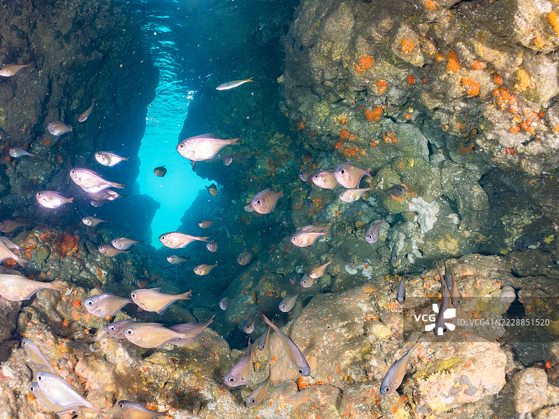 一群美丽的黑条扫鱼（Pempheris schwenkii）、斑点嘴红雀鱼（Ostorhinchus notatus）和其他幼鱼在水下洞穴中。图片素材