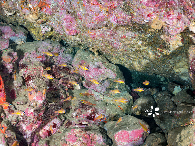 一群美丽的南方橙线红雀鱼（Ostorhinchus properuptus）幼鱼和其他幼鱼。雄鱼将卵含在嘴里并保护它们直到孵化。一群美丽的黑条扫帚鱼（Pempheris schwenkii）。图片素材