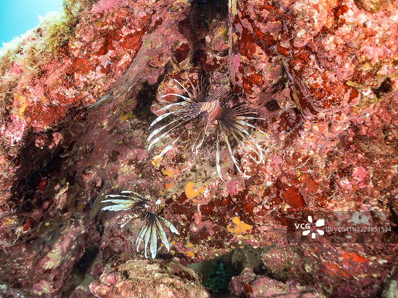 红狮子鱼，飞鱼。海洞中的鱼群。图片素材