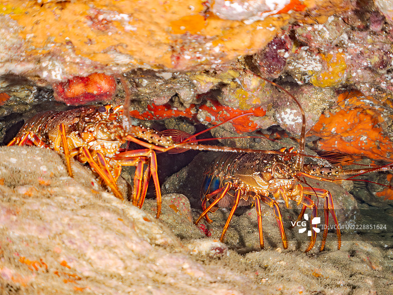 美丽而巨大的日本刺龙虾（Panulirus japonicus）在水下洞穴中。图片素材
