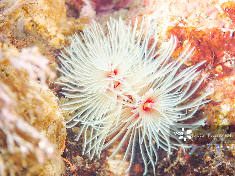 美丽的花朵状圣诞树虫(Spirobranchus giganteus)是珊瑚的寄生虫。这种昆虫的鳃属于毛虫科。图片素材