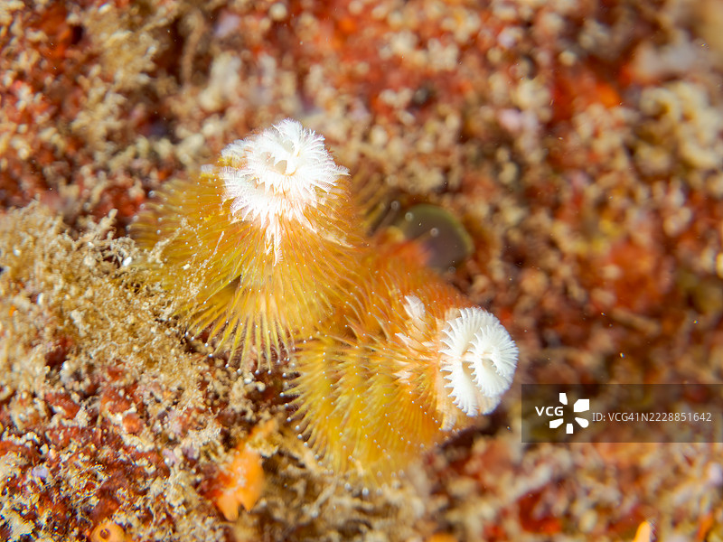 美丽的花朵状圣诞树虫（Spirobranchus giganteus）是珊瑚的寄生虫。这种昆虫的鳃属于毛虫科。图片素材