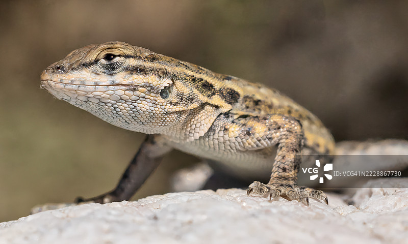 常见的侧斑蜥蜴在放松图片素材