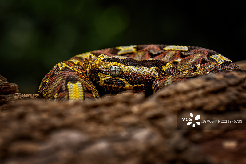 犀牛蝰蛇图片素材