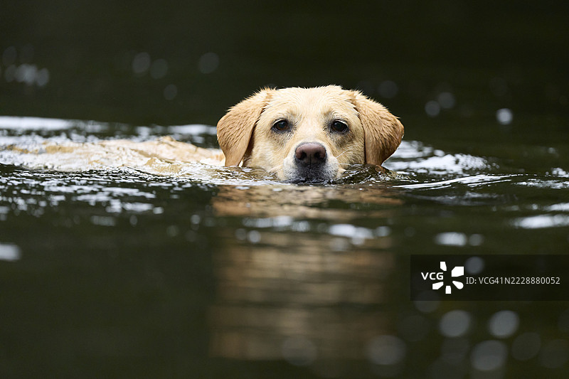 拉布拉多犬图片素材