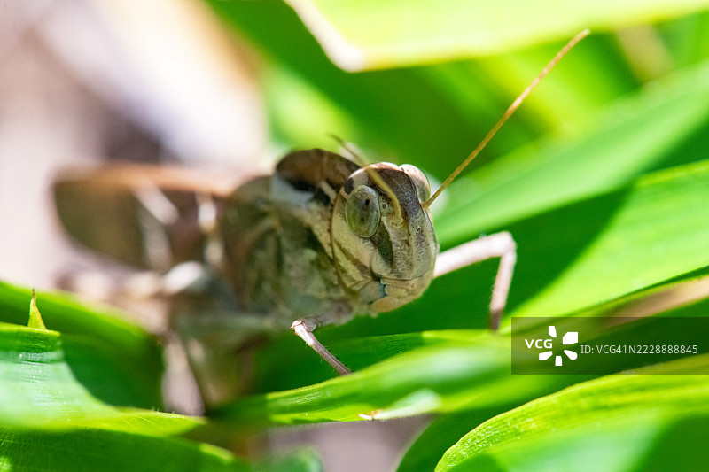蝗虫在竹叶的阴凉处避暑图片素材
