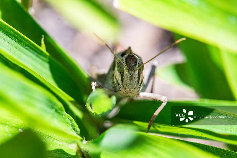 蝗虫在竹叶的阴凉处避暑图片素材