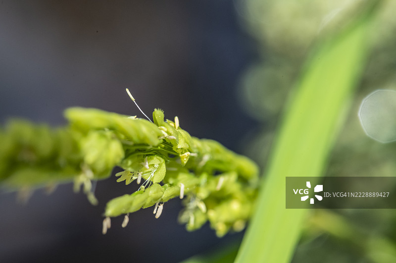 稻穗内的雌蕊和突出的雄蕊图片素材