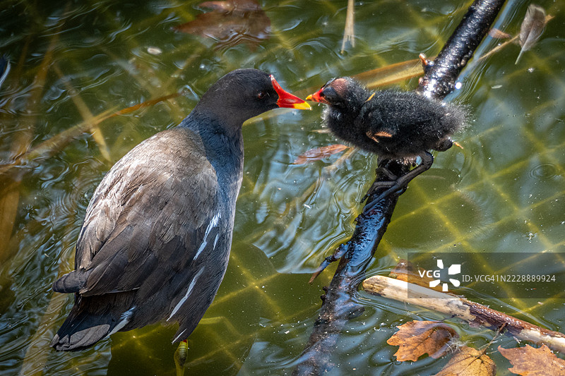 秧鸡雏鸟图片素材