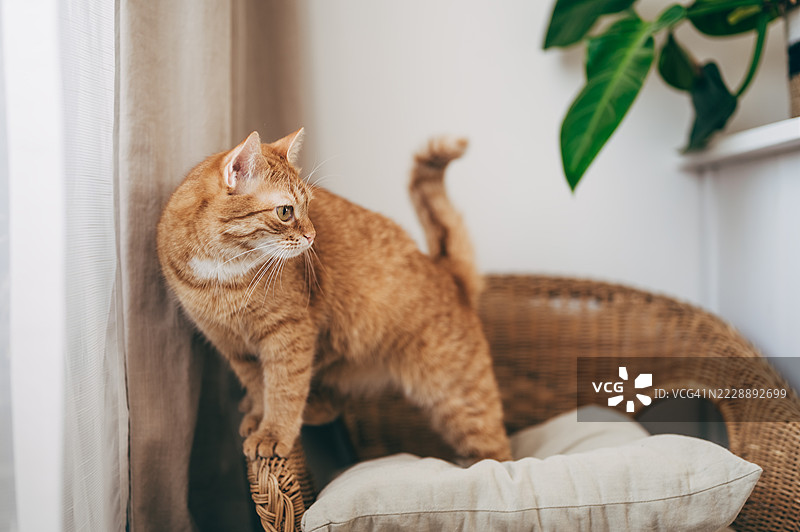 有趣的家猫，拥有大大的黄色眼睛，躺在室内的白色椅子上。图片素材