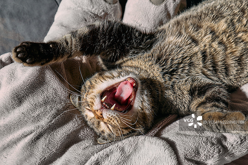 正在沙发上睡觉的虎斑猫打哈欠图片素材